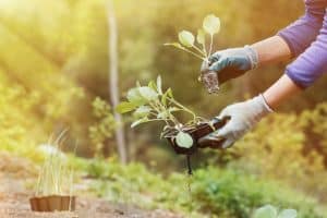 Attracting Birds to your Garden this Spring