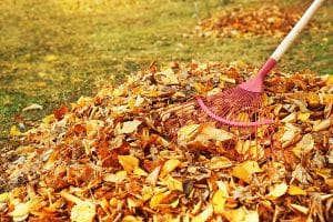 Tips for removing pest