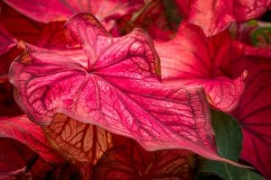 Fun Autumn Colors