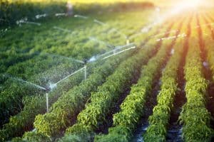 Drought Water Conservation and Irrigation for Your Lawn