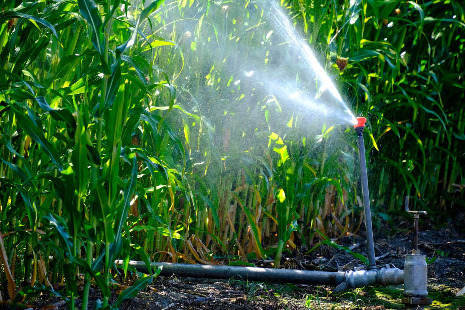 Why Do My Sprinklers Have Low Water Pressure? Andy’s Sprinkler
