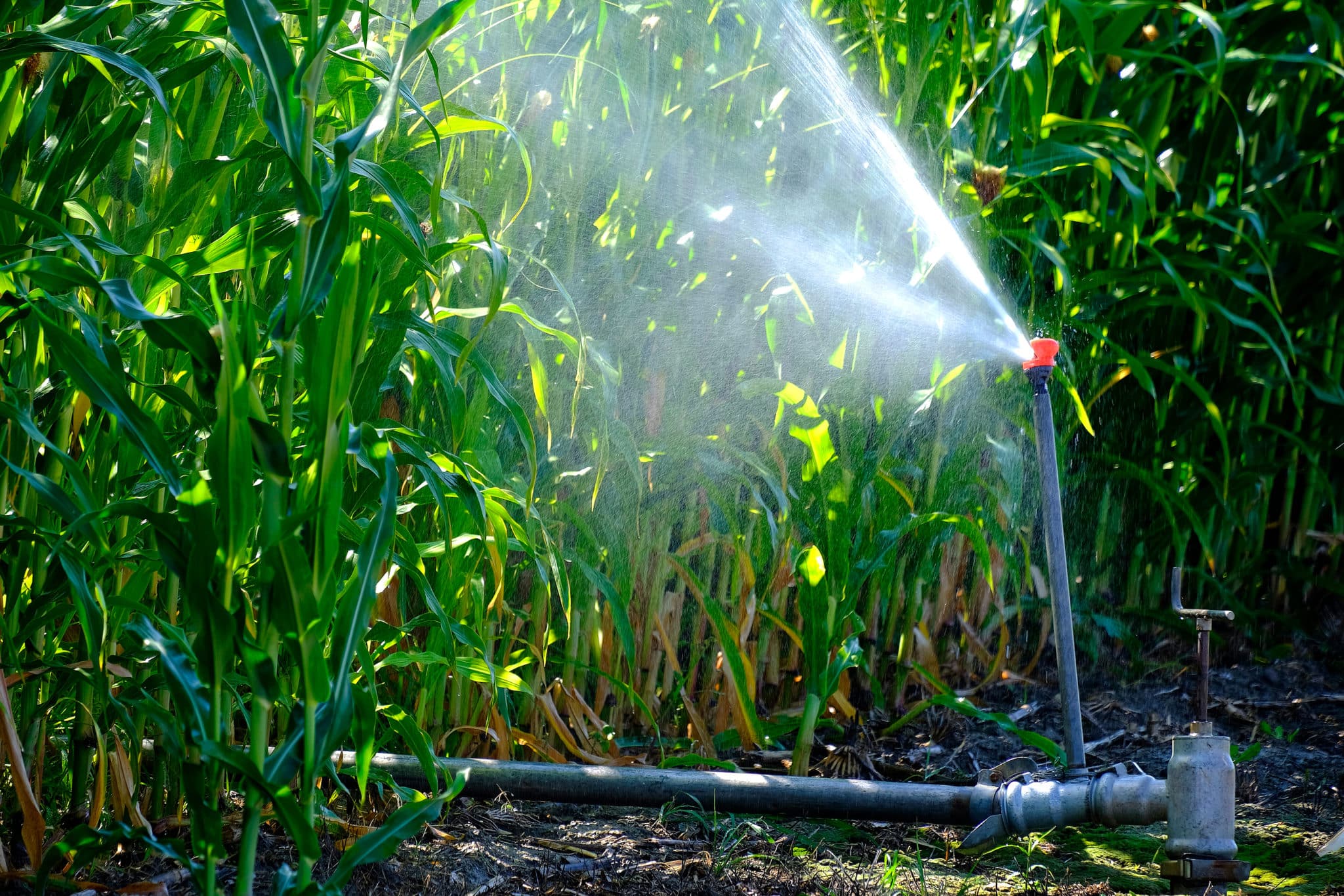 Why Do My Sprinklers Have Low Water Pressure? Andy’s Sprinkler