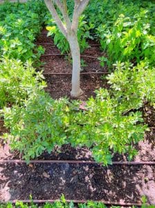 drip irrigation