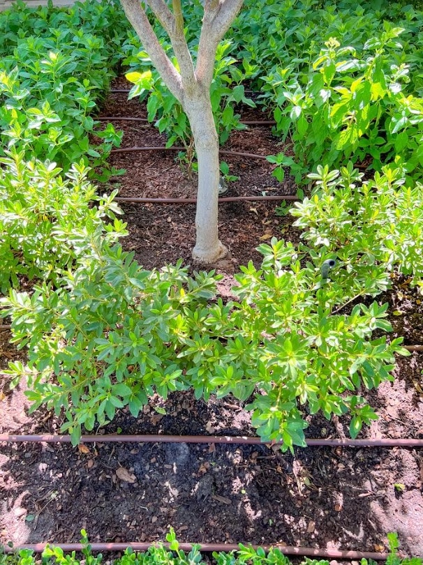 New Planting Andy's Sprinkler